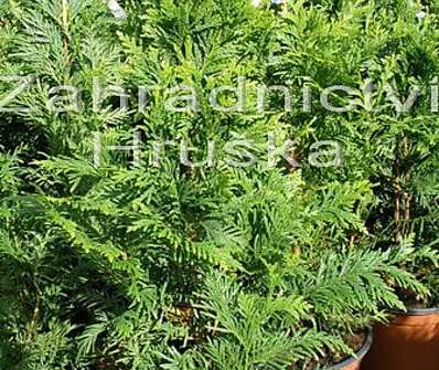 zerav - Thuja plicata 'Cancan'