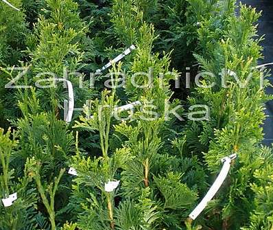 zerav - Thuja plicata 'Cancan'