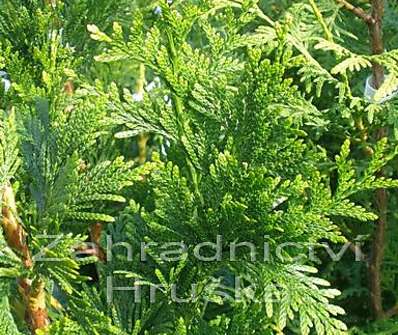 zerav - Thuja plicata 'Cancan'