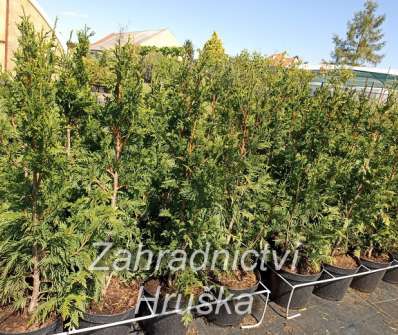 zerav - Thuja plicata 'Cancan'