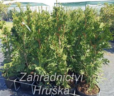 zerav - Thuja plicata 'Cancan'