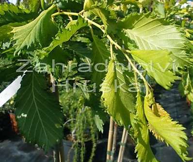 jilm - Ulmus 'Elegantisima Aurea'
