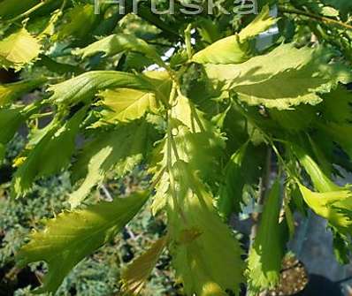 jilm - Ulmus 'Elegantisima Aurea'