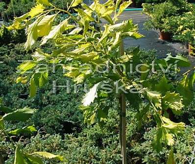jilm - Ulmus 'Elegantisima Aurea'