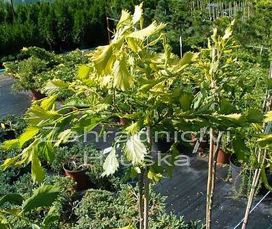 jilm - Ulmus 'Elegantisima Aurea'