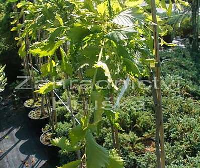 jilm - Ulmus 'Elegantisima Aurea'