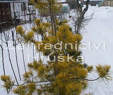 Borovice - Pinus Aurea