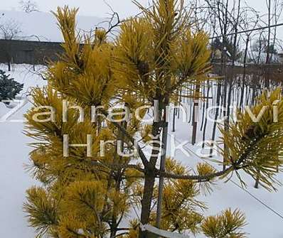 Borovice - Pinus Aurea