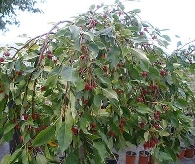 jabloň - Malus 'Fontana'.