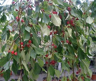 jabloň - Malus 'Fontana'.