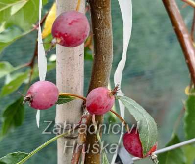 jabloň - Malus 'Fontana'.