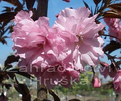 sakura - Prunus serrulata 'Royal Burgundi'.