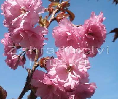 sakura - Prunus serrulata 'Royal Burgundi'.