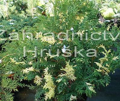 cypřišek - Chamaecyparis pisifera 'Nana Variegata'