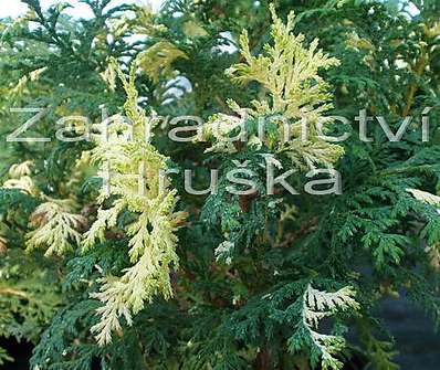 cypřišek - Chamaecyparis pisifera 'Nana Variegata'