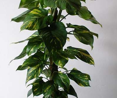 Scindapsus