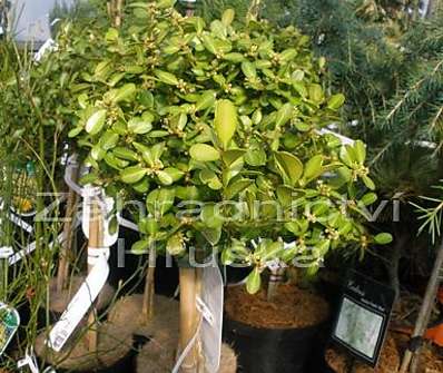 zimostráz - Buxus sempervirens km