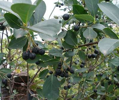 jeřáb - Aronia prunifolia Hugin