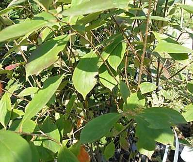 jeřáb - Aronia prunifolia Hugin
