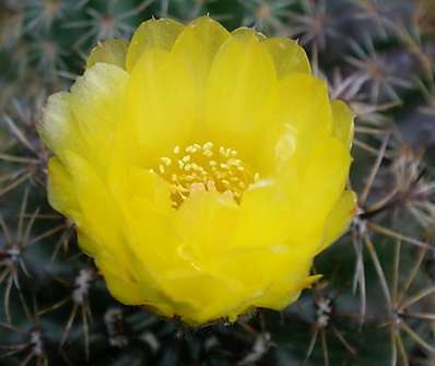 Cactus