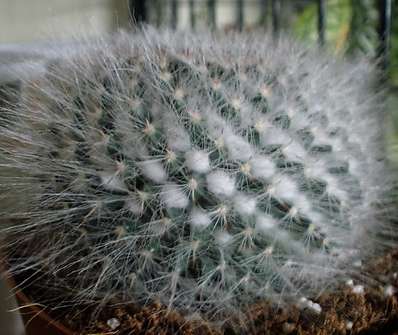 Cactus