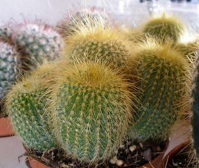 Cactus