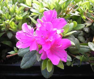 Azalea japonica Geisha lila