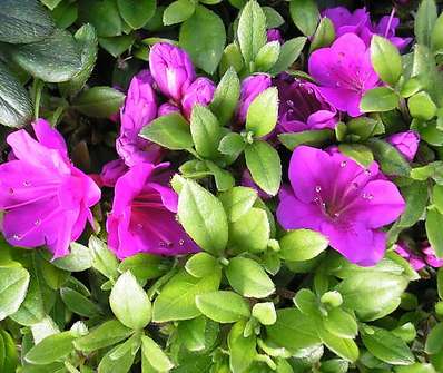 Azalea japonica Geisha lila