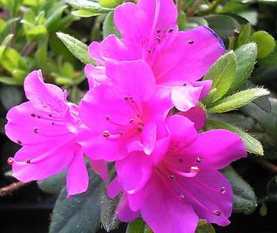 Azalea japonica Geisha lila