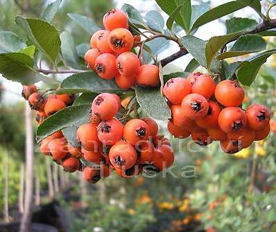 hlohyně - Pyracantha coc. 'Kasan'