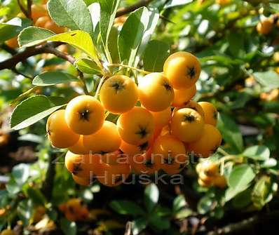 hlohyně - Pyracantha coc. 'Golden Charmer'