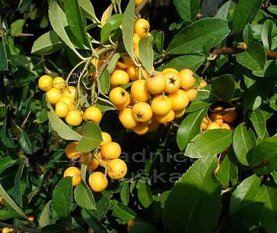 hlohyně - Pyracantha coc. 'Golden Charmer'