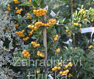 hlohyně - Pyracantha coc. 'Golden Charmer'