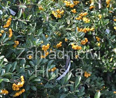 hlohyně - Pyracantha coc. 'Golden Charmer'