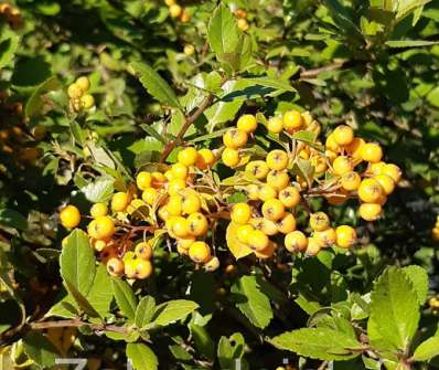 hlohyně - Pyracantha coc. 'Golden Charmer'