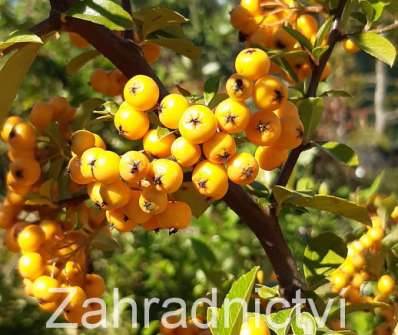 hlohyně - Pyracantha coc. 'Golden Charmer'