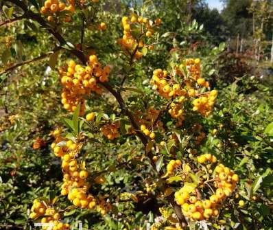 hlohyně - Pyracantha coc. 'Golden Charmer'