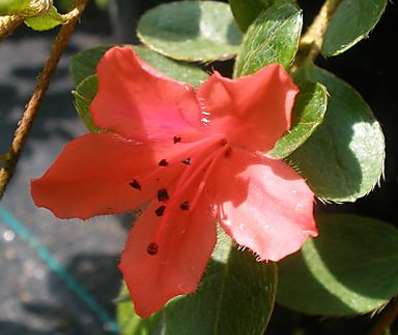 Azalea japonica 'Red Fontain'