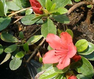 Azalea japonica 'Red Fontain'