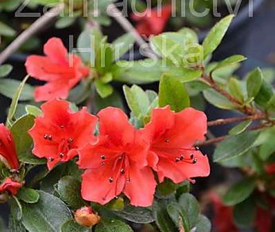 Azalea japonica 'Red Fontain'