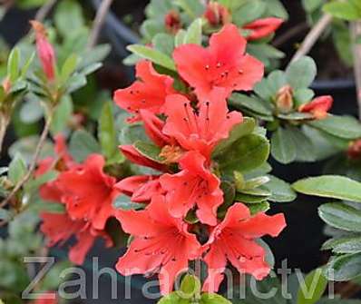 Azalea japonica 'Red Fontain'