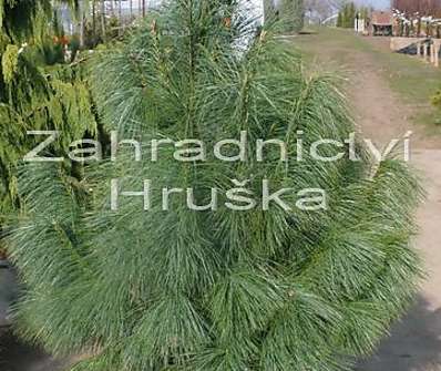 Borovice - Pinus walichiana