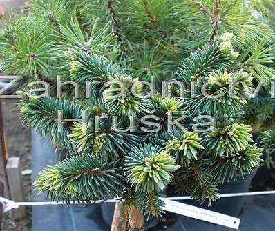 smrk - Picea abies 'Kocanda' KM