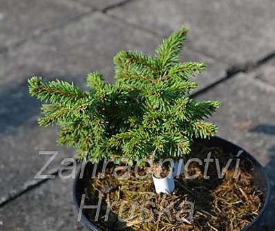 smrk - Picea abies 'Lhota'