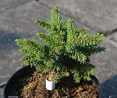 smrk - Picea abies 'Lhota'