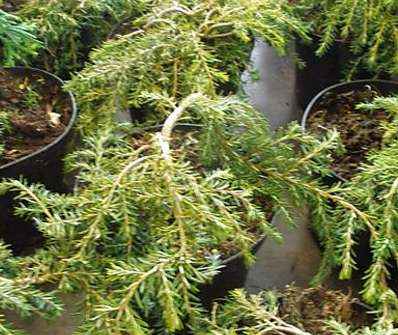 jedlovec - Tsuga canadensis 'Cole´s Prostrate'
