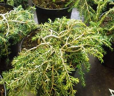 jedlovec - Tsuga canadensis 'Cole´s Prostrate'