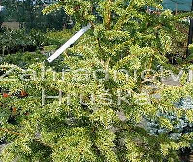 smrk - Picea abies 'Magnifica Aurea'