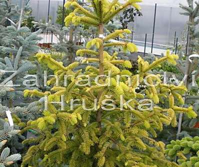 smrk - Picea abies 'Magnifica Aurea'