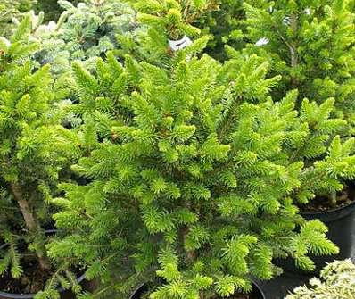 smrk - Picea abies 'Wills zwerg'